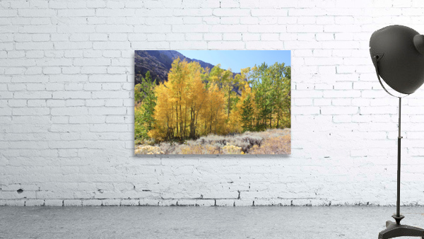 Fall Color Wall Preview