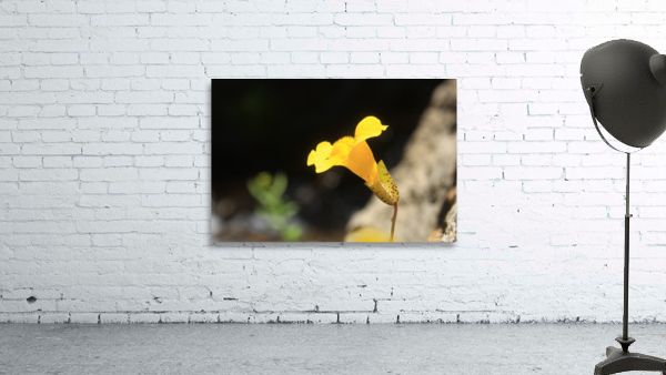 Monkey Flower Yellow Wall Preview