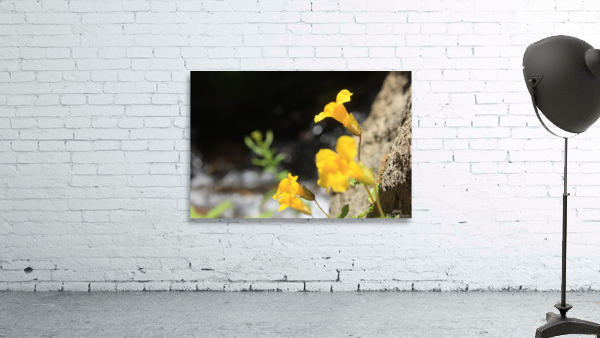 Monkey Flower Wall Preview
