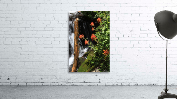 Indian Paintbrush Wall Preview