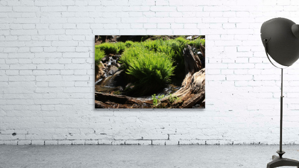 Ferns Log Creek Wall Preview