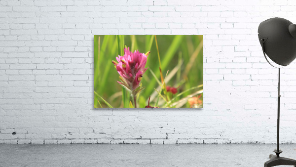 Indian Paintbrush Close-up Wall Preview