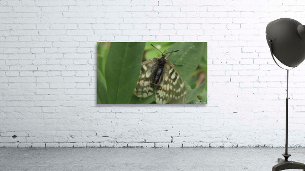 Wallpaper Photography Wall Preview