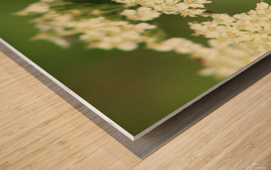 BeeWhiteFlower Wood print