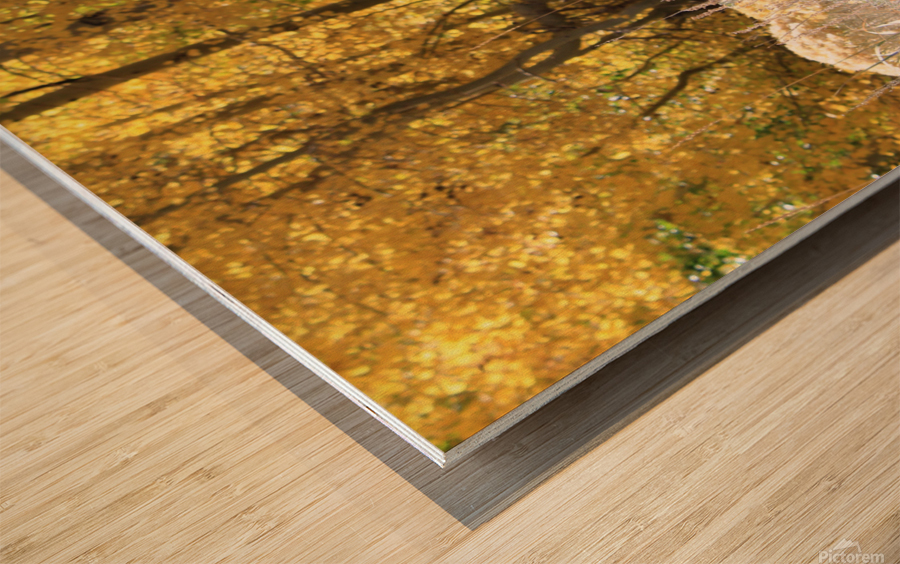 Fall Colors Wood print