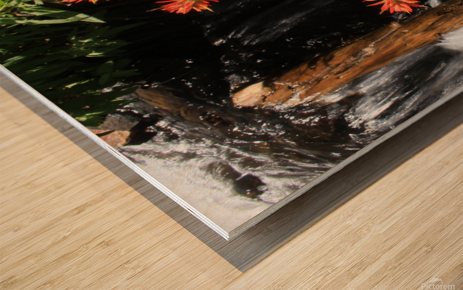 Indian Paintbrush Wood print