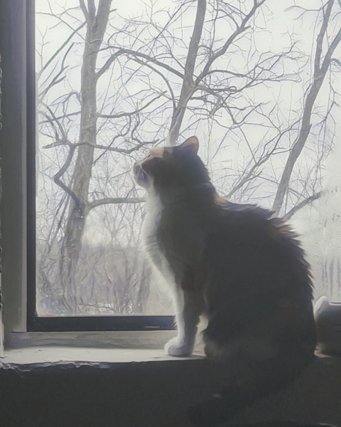 Calico Window View Digital Download