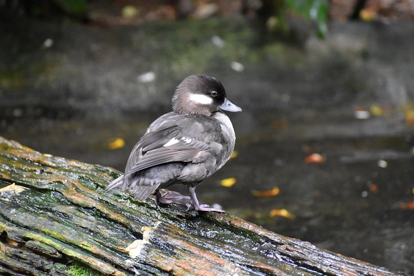 Duckling - Side View Digital Download