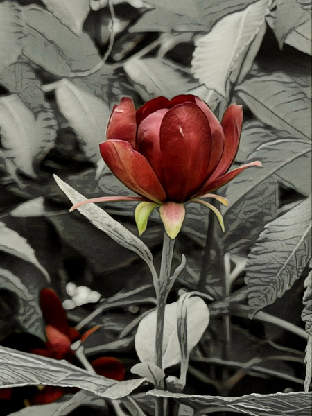 Red Bloom Digital Download