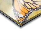 Butterfly on Flower Acrylic print