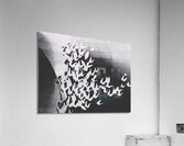 Butterfly Flutter B&W Acrylic Print