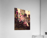 Campfire - Pink Acrylic Print