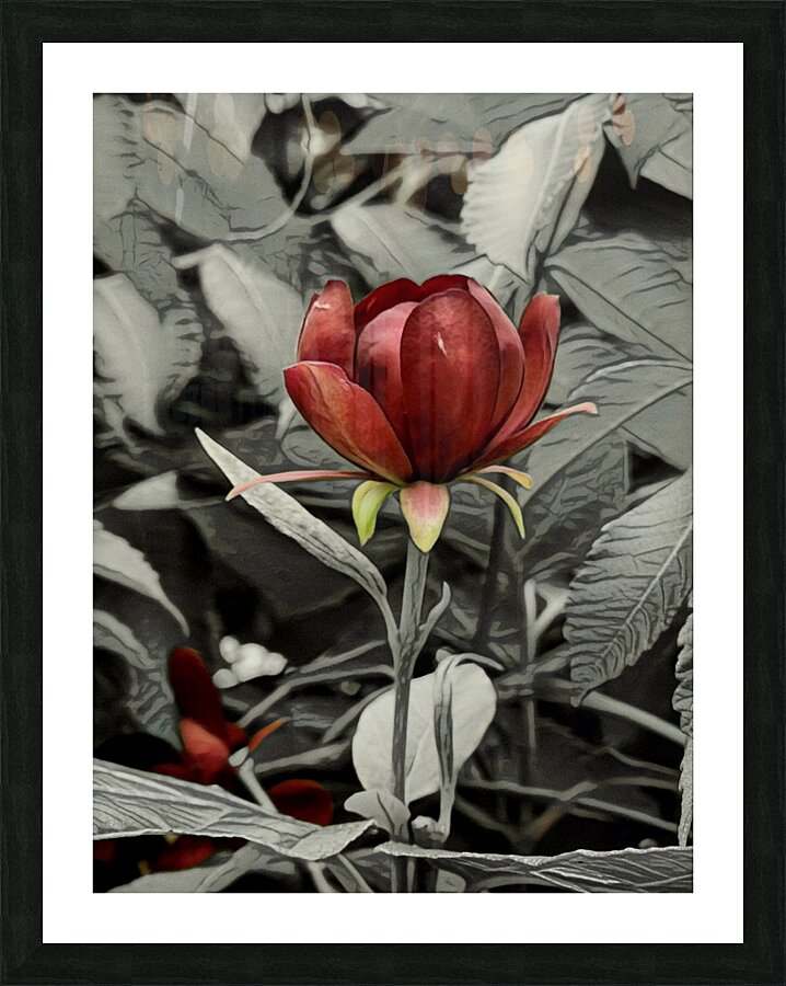 Red Bloom Picture Frame print