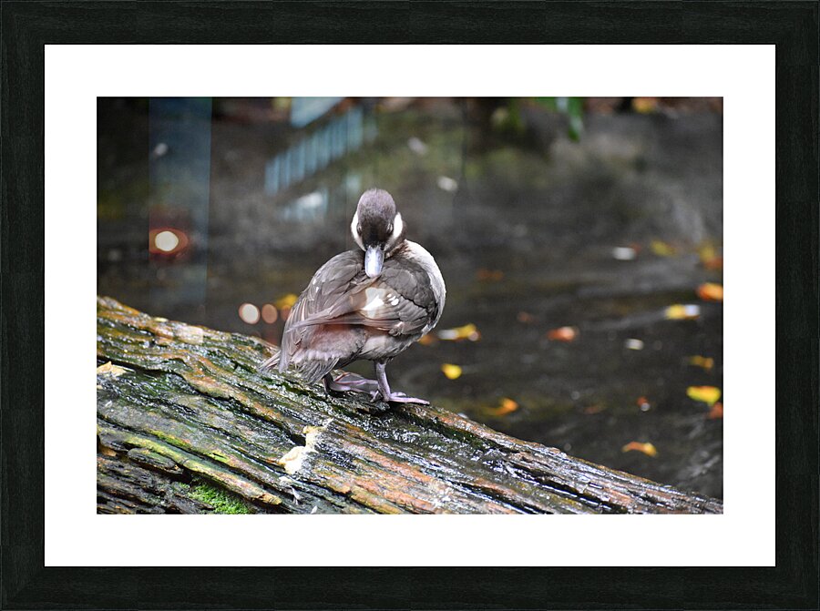 Duckling Preening Picture Frame print