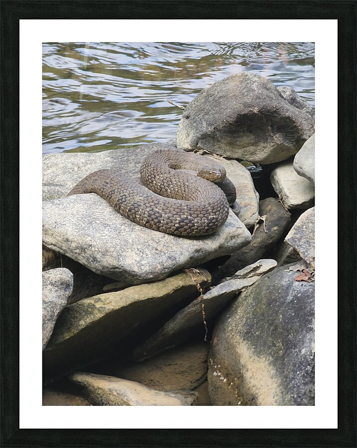 Water Snake Picture Frame print