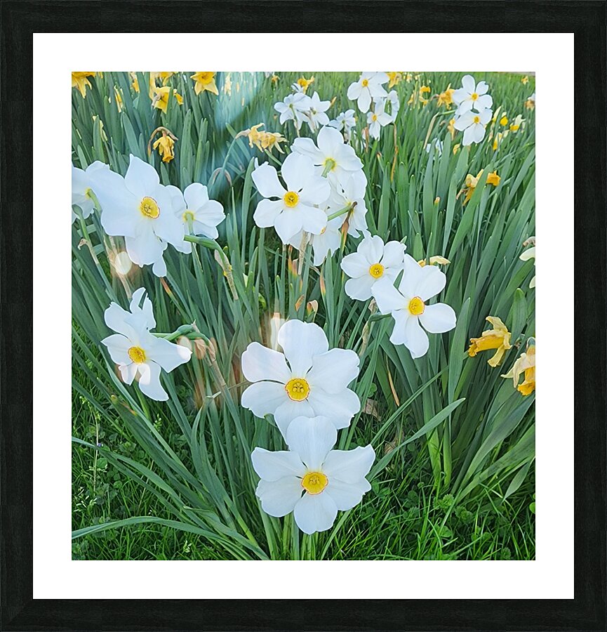Park Flowers   Cluster Picture Frame print