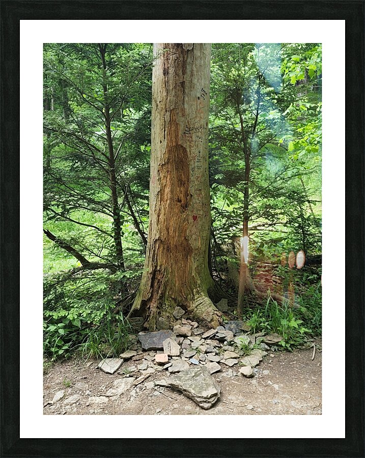 Signed Tree Picture Frame print