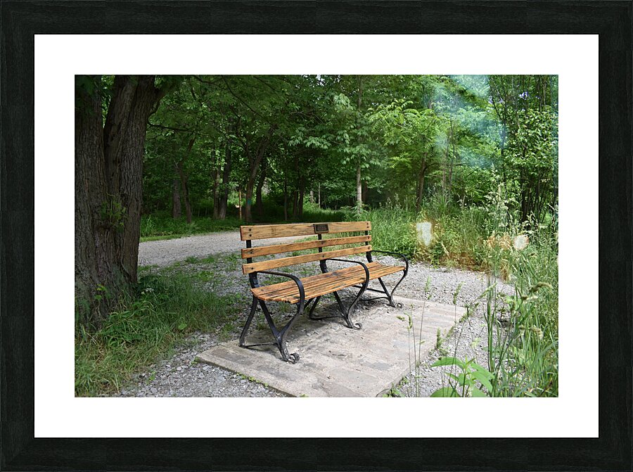 Tree & Park Bench Picture Frame print