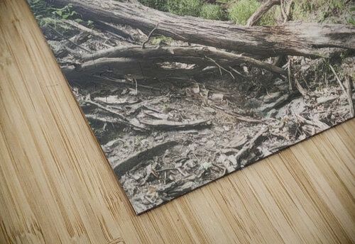 August Trail 2 Millie R Lissow puzzle