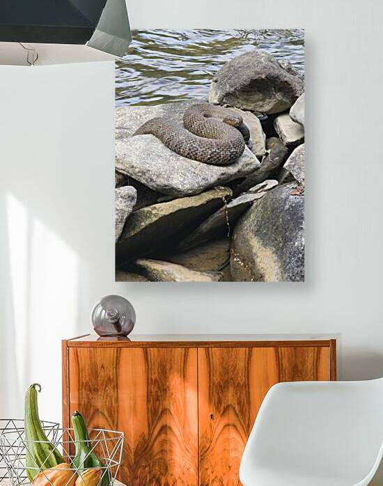 Water Snake by Millie R Lissow