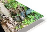 Trickle Pond HD Metal print