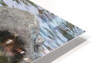 Water Snake HD Metal print