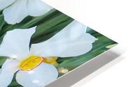 Park Flower   Focused HD Metal print