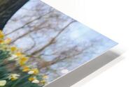 Park Flowers HD Metal print