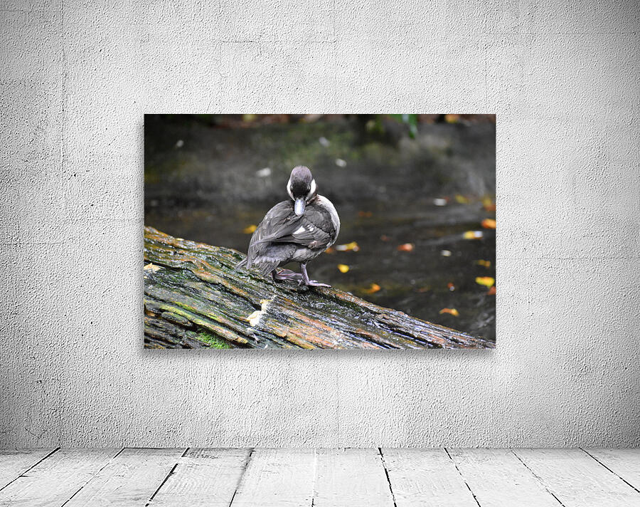 Duckling Preening Wall Preview