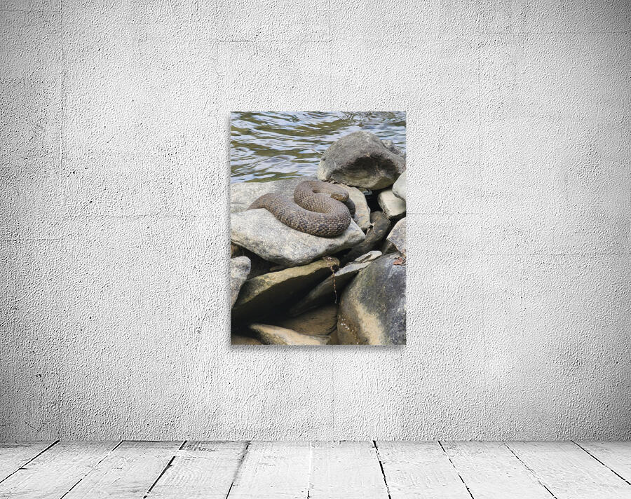 Water Snake Wall Preview