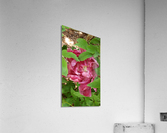 Hidden Flower Acrylic Print
