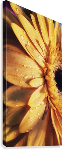 Golden drops Canvas Print