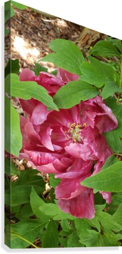 Hidden Flower Canvas Print