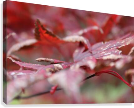 Fall Canvas Print