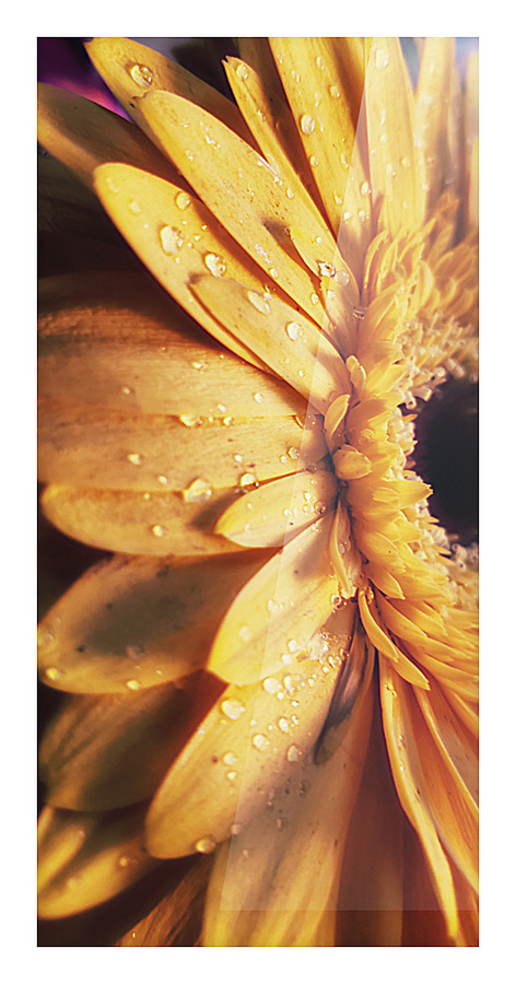 Golden drops Picture Frame print