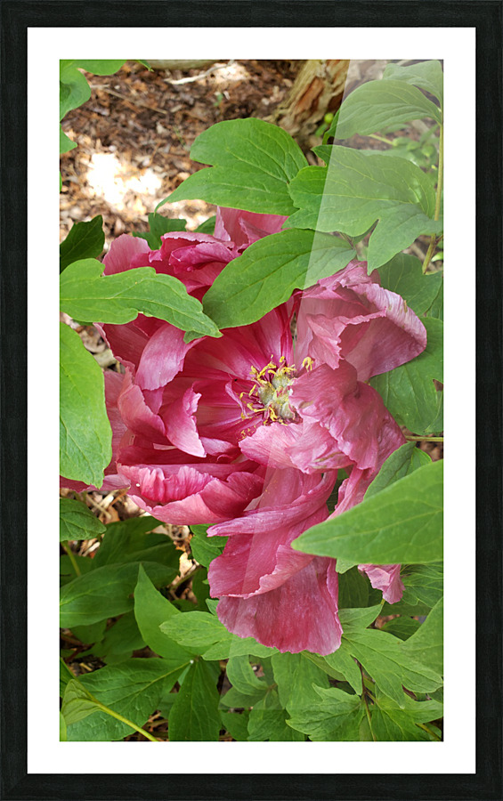 Hidden Flower Picture Frame print