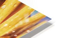 Golden drops HD Metal print