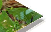 Hidden Flower HD Metal print