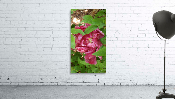 Hidden Flower Wall Preview