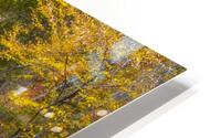 Laurentians Fall Colors HD Metal print