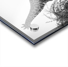 Posing Giraffe Acrylic print