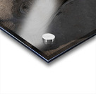 Mindful Elephant Acrylic print