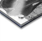 Elephant Respect Acrylic print