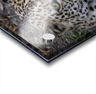 Observant Leopard Acrylic print