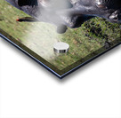 Hippos Rooster Acrylic print