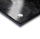 Water Buffalo Acrylic print