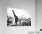 Posing Giraffe Acrylic Print