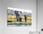 An Elephant Goodbye Acrylic Print