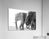 Dusty Dinner Acrylic Print