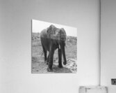 Elephant Respect Acrylic Print